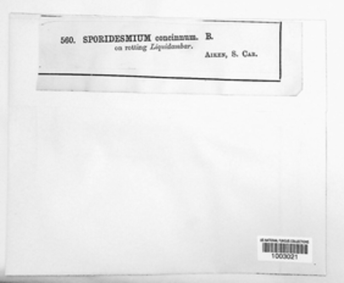 Berkleasmium image
